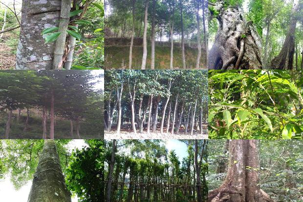 河北可以种沉香树吗23条介绍,你知道么?1663517708309 河北可以种沉香树吗23条介绍,你知道么?1663517708309