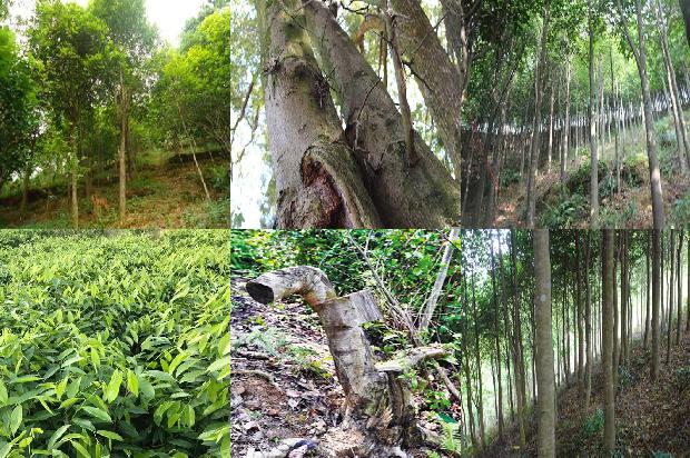 沉香树嫁接26条介绍，你知道么？1663517713645