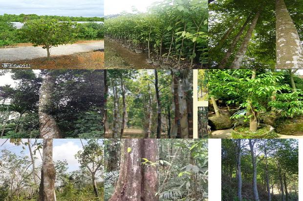 顶级沉香价格1693181384912 顶级沉香价格1693181384912