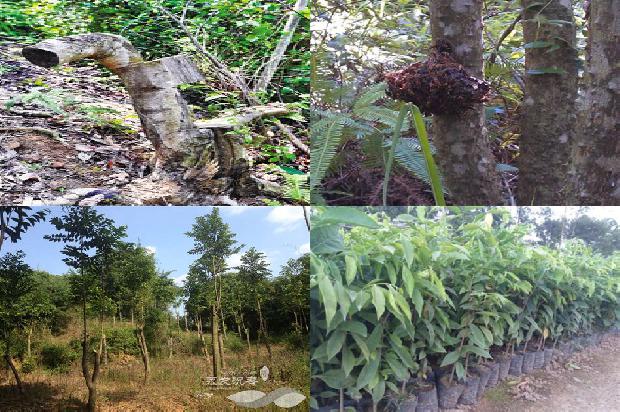 种植沉香树17条介绍，一定要看！