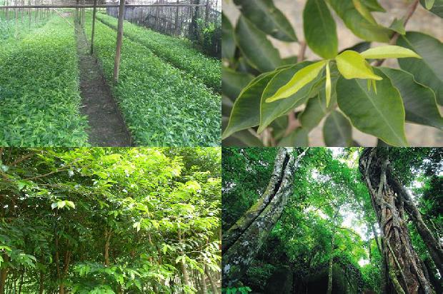 沉香树河北可以种植吗18条介绍，你知道么？