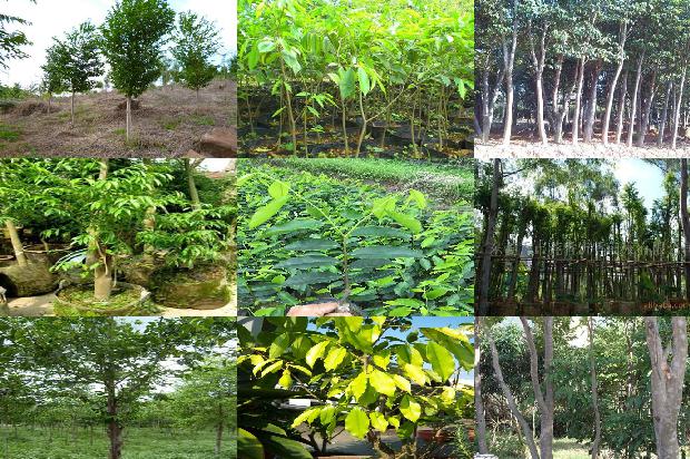 沉香树种植技术及利润多少的24条小知识