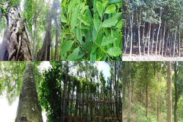 沉香树怎么样才能结香35条介绍，你知道么？1663604131664