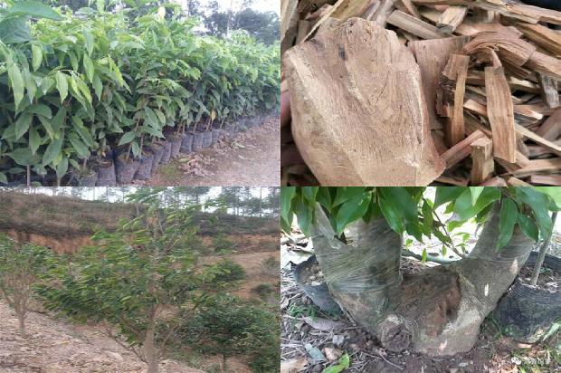 沉香树如何施肥26条介绍，来看看有哪些1663690952864