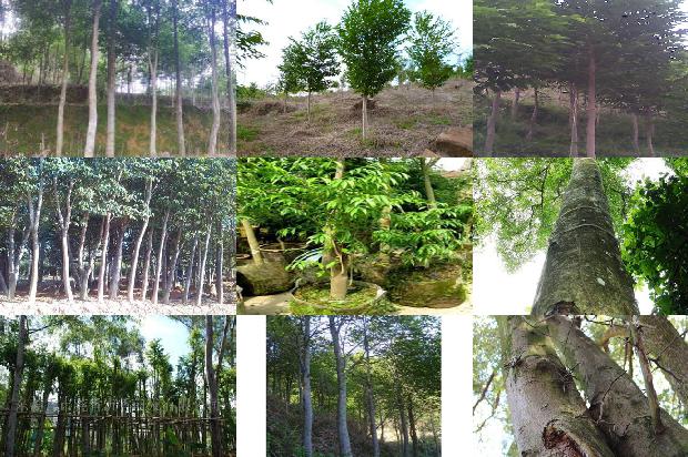 沉香树如何施肥26条介绍，来看看有哪些1663690952870