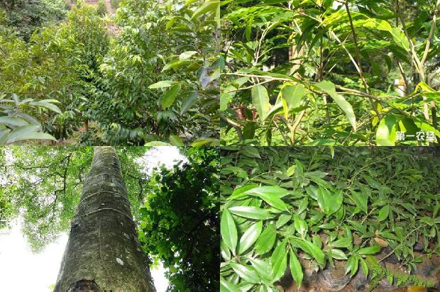 怎么样可以让沉香树结香更好-必看31条小知识1663690964884