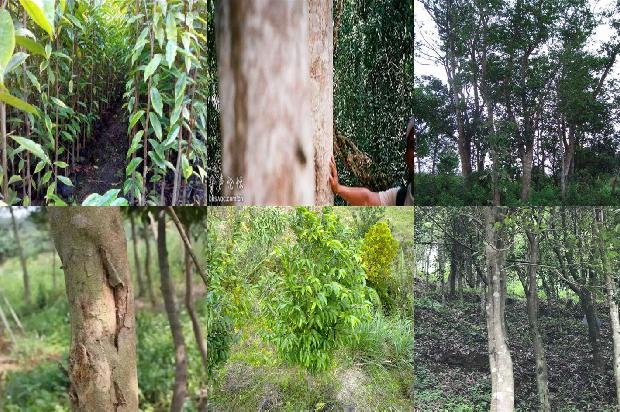 怎么样可以让沉香树结香更好-必看31条小知识1663690964890