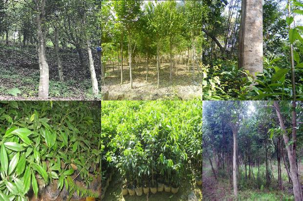 怎么样可以让沉香树结香更好-必看31条小知识1663690964896