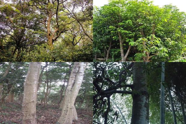 怎么样可以让沉香树结香更好-必看31条小知识1663690964909