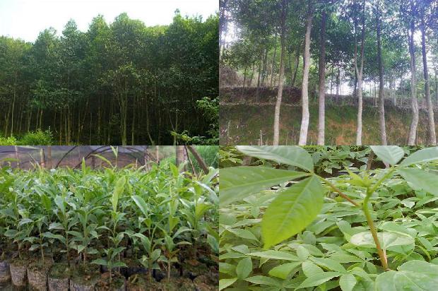 怎么样可以让沉香树结香更好-必看31条小知识1663690964915