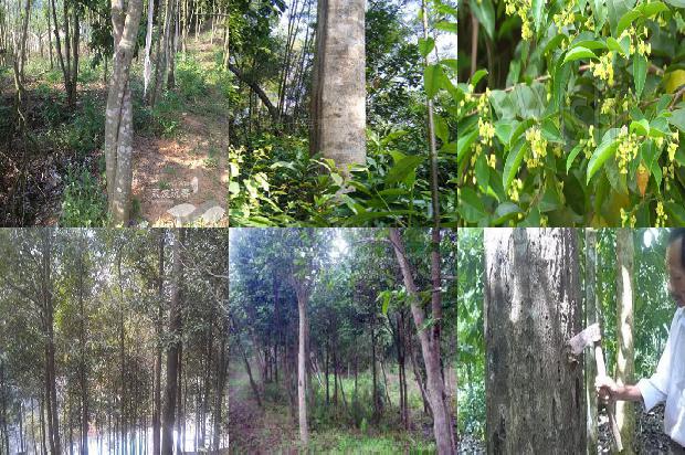 江西可以种沉香树吗必看30点！1663690971788