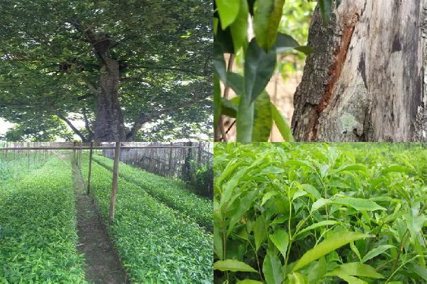 江西可以种沉香树吗必看30点！1663690971794