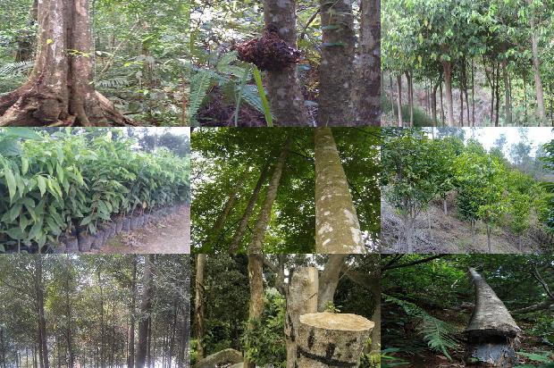 江西可以种沉香树吗必看30点！1663690971800