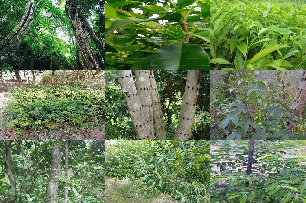 沉香树怎么养护必看33点！1663690979876