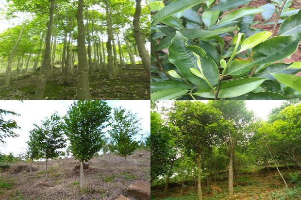 沉香树怎么养护必看33点！1663690979882