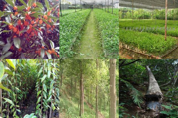 沉香树怎么养护必看33点！1663690979895