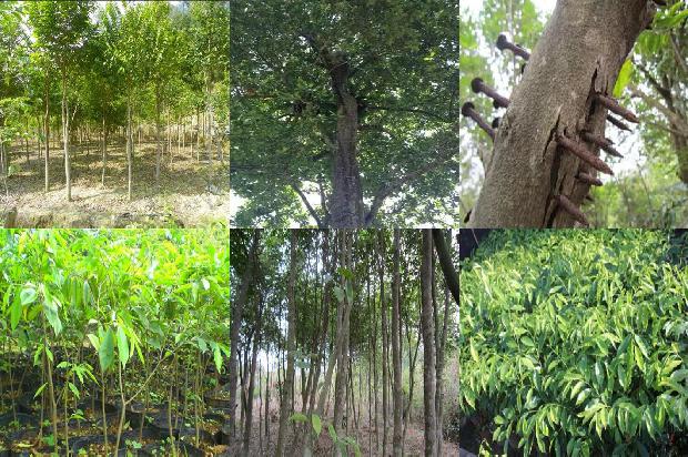 沉香树种植距离24条介绍1663690988216