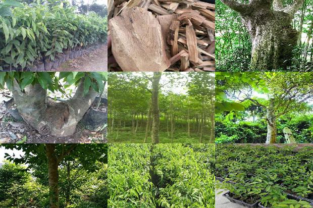 沉香树种植距离24条介绍1663690988222