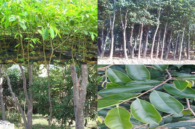 沉香树种植距离24条介绍1663690988228