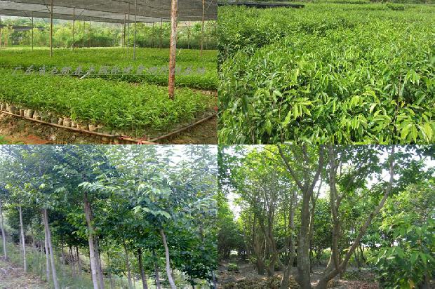 沉香树种植距离24条介绍1663690988234