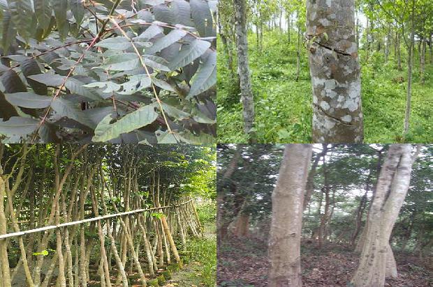 沉香树分几种品种25条介绍，来看看有哪些1663690993630