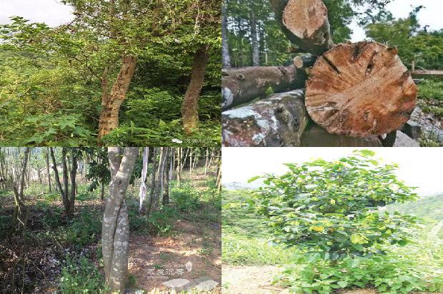 奇楠沉香树种的21条小知识1663691001939