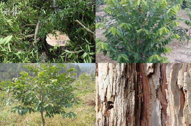 奇楠沉香树种的21条小知识1663691001945