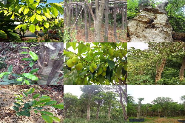 奇楠沉香树种的21条小知识1663691001951