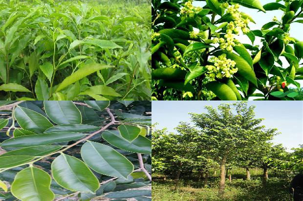 沉香树如何结香必看34点！1663691012996