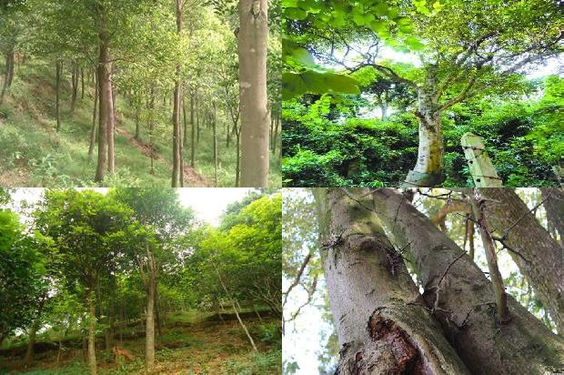 沉香树如何结香必看34点！1663691013002