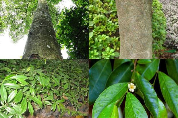 沉香树如何结香必看34点！1663691013008