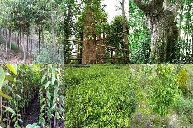 沉香树如何结香必看34点！1663691013014