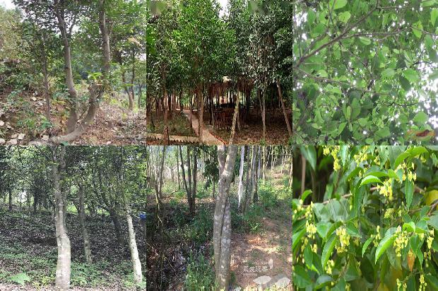 沉香树如何结香必看34点！1663691013020