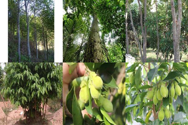 种奇楠沉香树赚钱吗-必看24条小知识1663691019950