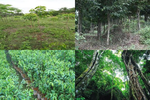 种奇楠沉香树赚钱吗-必看24条小知识1663691019956