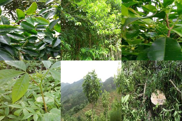 海南沉香树苗基地-必看21条小知识