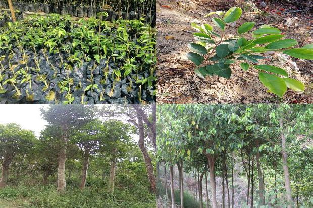 海南沉香树苗基地-必看21条小知识1663691031248