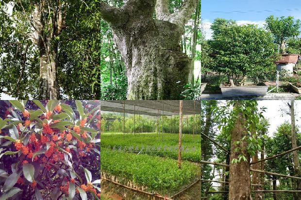 海南沉香树苗基地-必看21条小知识1663691031260