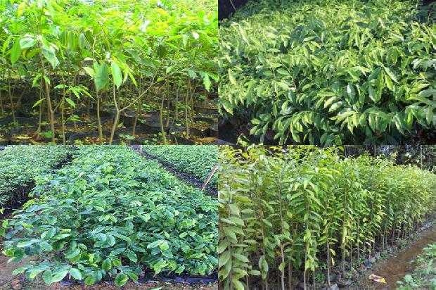 海南沉香树苗基地-必看21条小知识1663691031278