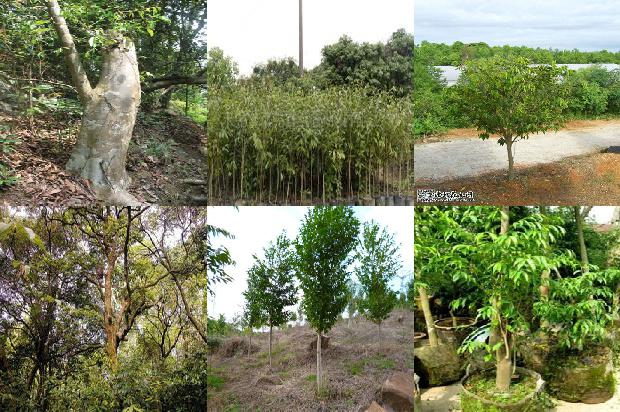 奇楠沉香树苗多少钱一克32条介绍，来看看有哪些