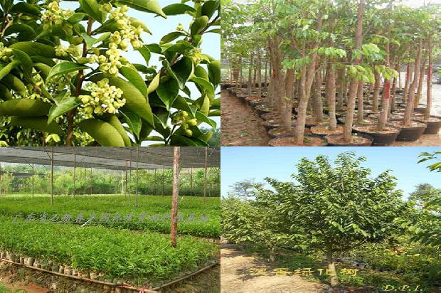 奇楠沉香树苗多少钱一克32条介绍，来看看有哪些1663777443901