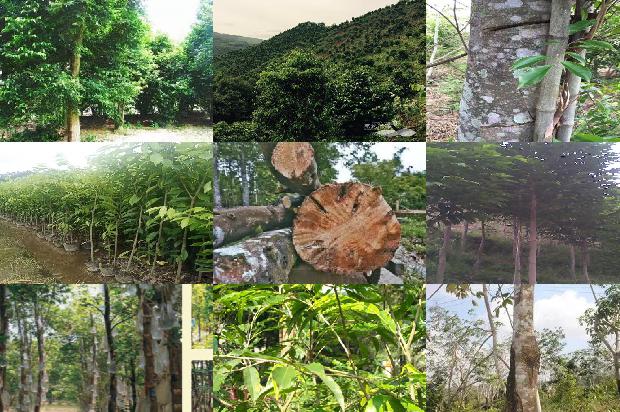 奇楠沉香树苗多少钱一克32条介绍，来看看有哪些1663777443907