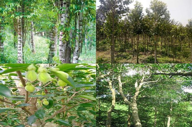 奇楠沉香树苗多少钱一克32条介绍，来看看有哪些1663777443913