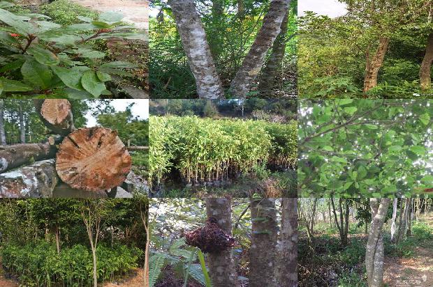 奇楠沉香树苗多少钱一克32条介绍，来看看有哪些1663777443919