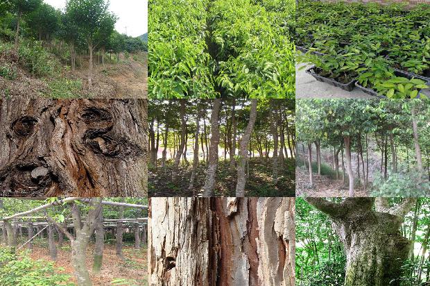 沉香树有哪几种品种32条介绍，一定要看！