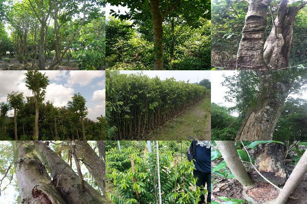 沉香树有哪几种品种32条介绍，一定要看！1663777451556