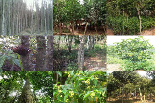 沉香茶是沉香树的叶子吗26条介绍，你知道么？