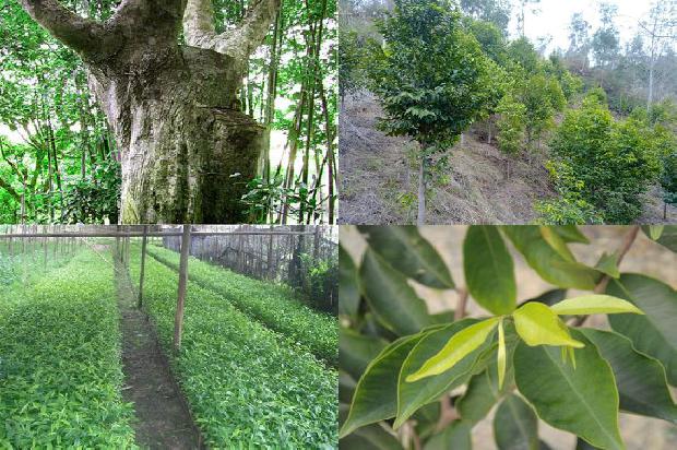 沉香茶是沉香树的叶子吗26条介绍，你知道么？1663777461365