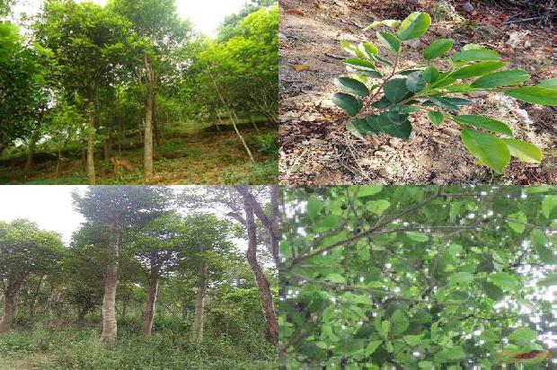 沉香茶是沉香树的叶子吗26条介绍，你知道么？1663777461371