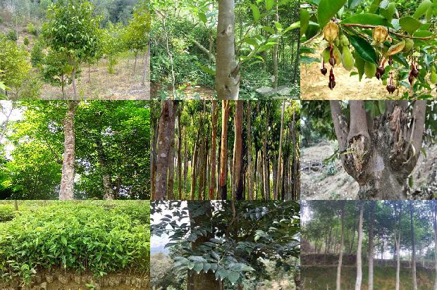 沉香茶是沉香树的叶子吗26条介绍，你知道么？1663777461377